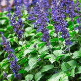 4 Purple Salvia Sage Bushes Live Plants, Bloom Plant, 4-6 Inch Tall