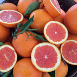 Live Red Navel Orange Citrus Fruit Tree, 1 Gallon Pot, 24–30 Inch Tall