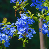 3 Blue Plumbago Live Plants, Well-Rooted Starter Plant, 5-7 Inch Tall