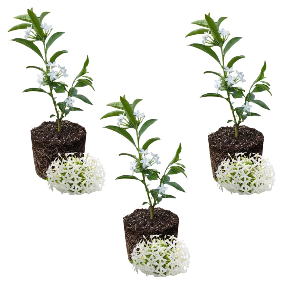 3 Night Blooming Jasmine Live Plants, Jasmine Plant Live, 4-7 Inch Tall