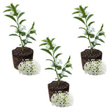 3 Night Blooming Jasmine Live Plants, Jasmine Plant Live, 4-7 Inch Tall