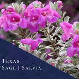 4 Silverleaf Texas Salvia Sage Bushes, Indoor Outdoor Flower, 4-6 Inch Tall