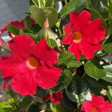 2 Red Live Mandevilla Plants, Indoor Outdoor Plant, 4-6 Inch Tall