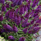 2 Black Buddleia Live Plants, 5-9" Butterfly Bush for Outdoor Gardens