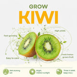 Hardy Kiwi Live Plant, Fruit Vine Plant, 4-6 Inch Tall