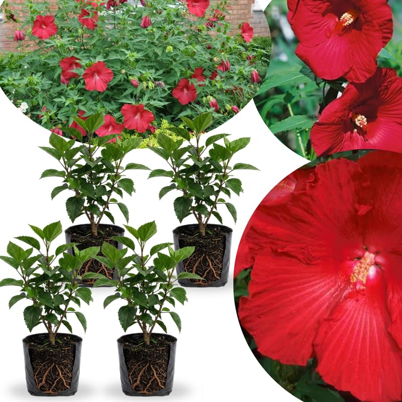 4 Full Red Hibiscus Live Plants, Flowering Shrub, 4-8 Inch Tall