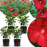 4 Full Red Hibiscus Live Plants, Flowering Shrub, 4-8 Inch Tall
