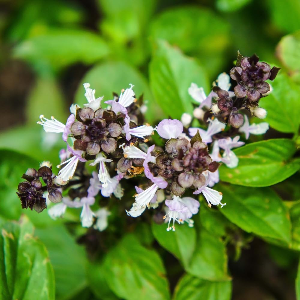 2 Cinnamon Basil Plants Live, 3-6 Inches Tall