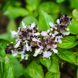 2 Cinnamon Basil Plants Live, 3-6 Inches Tall