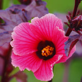 3 Cranberry Hibiscus Plants Live, Outdoor Garden Plant, 4-6 Inch Tall