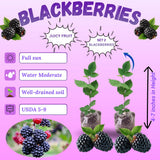2 Arapaho Thornless Blackberries Plant Live, Sweet Fruit, 4-7 Inch Tall