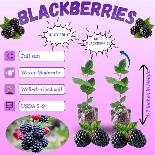 2 Navaho Thornless Blackberries Plant Live, Sweet Fruit, 4-7 Inch Tall