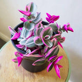 Pink Live Wandering Jew Plant, 3-6 Inch Tall, 3 Inch Pot