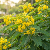 2 Cassia Live Plants, Yellow Cassia Flower Live Plant, 4-6 Inch Tall