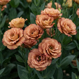 Orange Brown Lisianthus Plant, Eustoma Lisianthus Flowers Plug, 3-5'' Tall