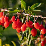 2 Red Goji Berry Plants Live, Garden Plant, 4-6 Inch Tall for Growing