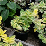 Rare Live Tradescantia Wandering Jew Plant, Live Houseplant, 3.5 Inch Pot