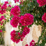 2 Pink Bougainvillea Live Plants, Tropical Flower Plant, 4-6 Inch Tall