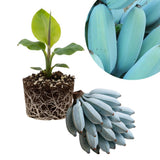 Ice Cream Banana Tree Live Plant, Home Garden Plant, 4-6 Inch Tall