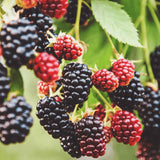 3 BlackBerry Live Plants, Edible Fruit Bush, 3-7 Inch Tall