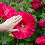Set 3 Large Red Hardy Hibiscus Live Plant, Red Hibiscus Plant, 4–6" Tall