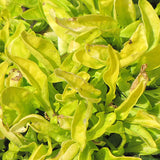 4 Bright Green Alternanthera Live Plants, 3–6 Inch Tall, Ornamental Foliage Plants for Garden Beds and Containers, No Pot