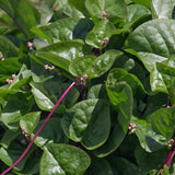 Red Spinach Plant Live, Live Starter Plant, 4-6 Inch Tall