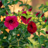 2 Red Live Allamanda Plants, 4-7 Inch Tall, Fragrant Fowers for Growing
