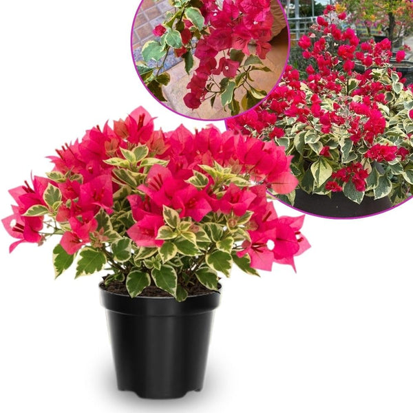 Red Desert Rose Live Plant 4-7 Inches Tall
