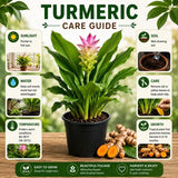 2 Yellow Turmeric Live Plants, Herb Plant, 4-7 Inch Tall