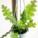 Fishbone Cactus Epiphyllum Live Plant, Houseplant, 2 Inch Pot