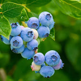 2 Springhigh Blueberry Plants Live, Berry Tree Seedling, 4-6 Inch Tall