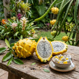 2 Yellow Dragonfruit Live Plants, Dragon Fruit Live, 3-6 Inch Tall