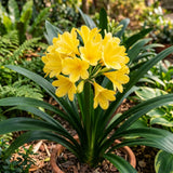 Yellow Clivia Live Plant, Indoor Plant, 6 Inch Pot