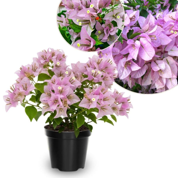 Set 2 Light Pink Bougainvillea Live Plant 5-7 Inch Tall