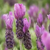 2 Spanish Lavender Plants Live, 4-7 Inch Tall