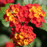2 Red Lantana Plants Live, Hardy Flowering Perennial, 4-6" Tall