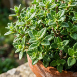 2 Thyme Live Plants, Outdoor Garden Plant, 4-6 Inch Tall