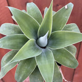 Attenuata Agave Succulent Plant Live, Rooted Starter Plant, 8 Inch Tall
