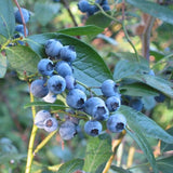 2 Elliott Blueberry Live Plants, Patio Fruit Bush, 4-6 Inch Tall