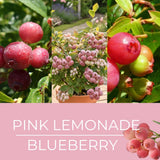 2 Pink Lemonade Live Blueberry Plants, 4-7 Inch Tall