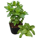 6 Mojito Mint Live Plants, Fragrant Culinary Herb, 3-6 Inch Tall