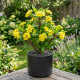 Yellow Crown of Thorns Plant Live, 4-6 Inch Tall, 4 Inch Pot