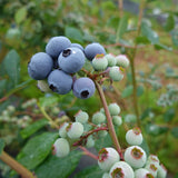 2 Mini Sunshine Blueberry Plants Live, 4-7 Inch Tall