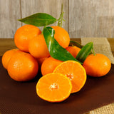 Sweet Mandarin Tree Live, Ready to Grow Plant, 1-2 Ft Tall, 1 Gallon Pot