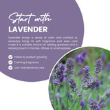 2 Provence Lavender Plants, Lavender Plants Live, 4-8 Inch Tall