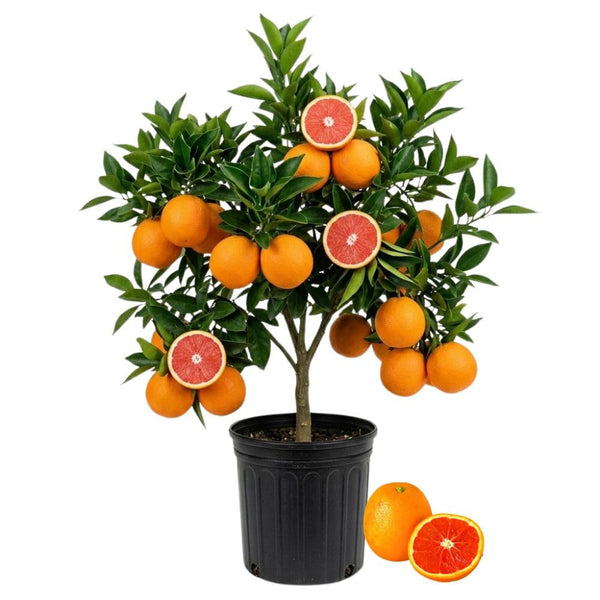 Red Navel Orange Live Tree in 1 Gallon Pot, 24–30 Inch Tall