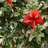 4 Snow Hibiscus Live Plants, Hibiscus Flower, Patio Container Plant, 4-8 Inch Tall