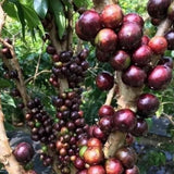 Jaboticaba Tree Live Plant, Outdoor Garden Fruit Tree, 1 Ft Tall