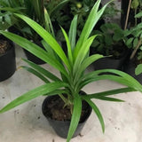 Pandan Live Plant, Well-Rooted Herb Plant, 4-8 Inch Tall